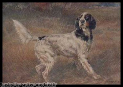 Setter Anglais LADY'S COUNT GLADSTONE